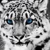 williamfaulk662